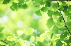 Ginkgo biloba