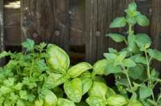 herbes aromatiques