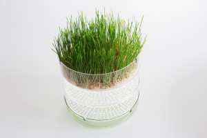 Germoir bioSnacky : Herbe de blé bioSnacky