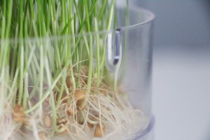 Graines germées bioSnacky