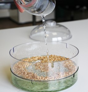 Le rinçage des graines bioSnacky