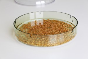 Le trempage graines bioSnacky