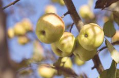 fruits-et-legumes-janvier