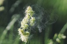 allergies-aux-pollens