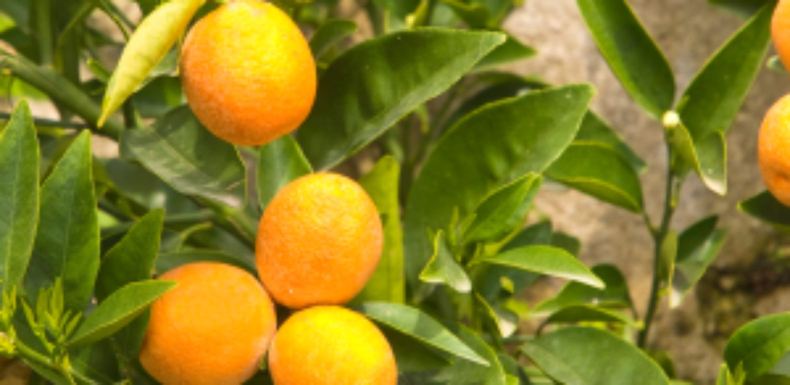 La vitamine C, célèbre mais sous-estimée