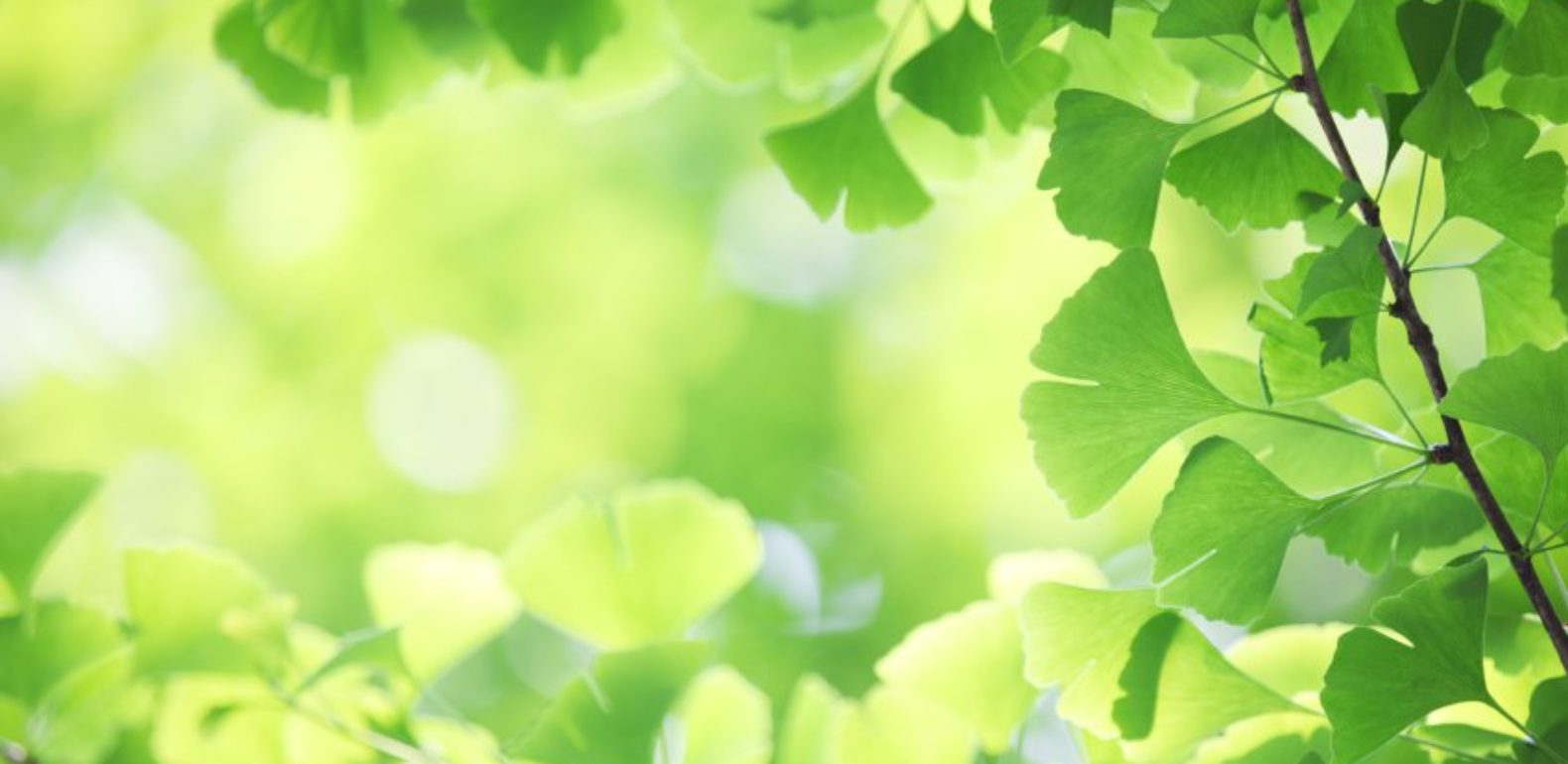 Ginkgo biloba