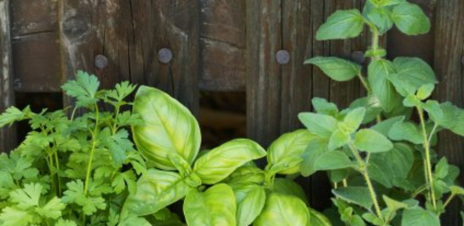 herbes aromatiques