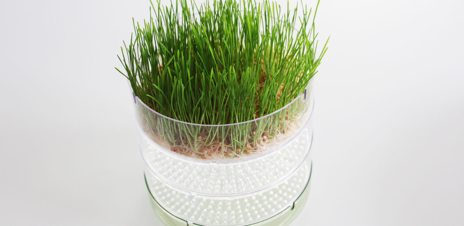Germoir bioSnacky : Herbe de blé bioSnacky