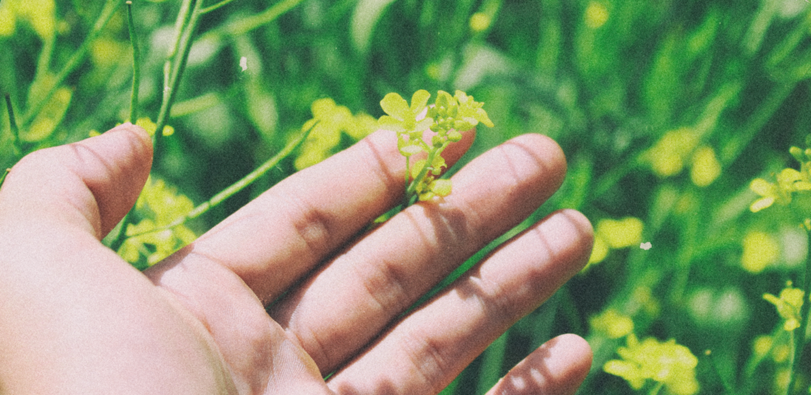 allergies